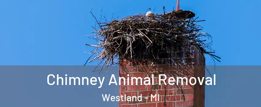  Chimney Animal Removal Westland - MI