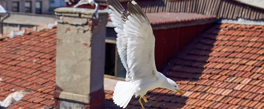 Residential Chimney Animal Removal Solution in Westland, MI