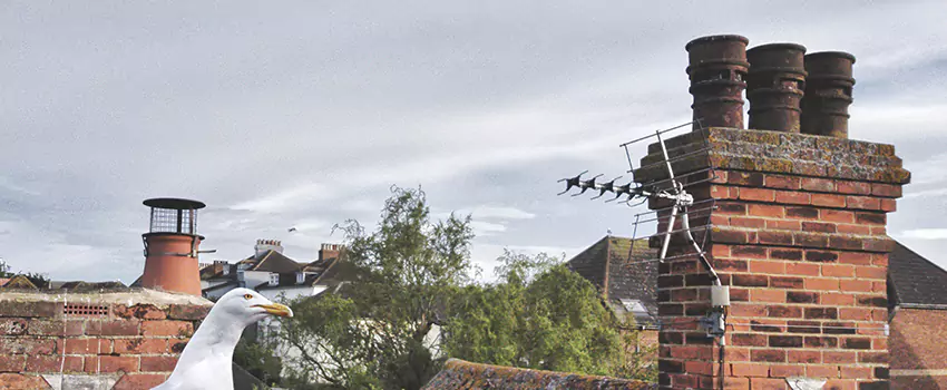 Chimney Cleaning And Restoration in Westland, Michigan